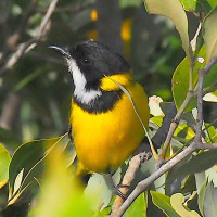 Mangrove Golden Whistler